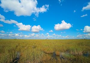 Swap grass on the Pa-Hay-Oke trail in Everglades National Park