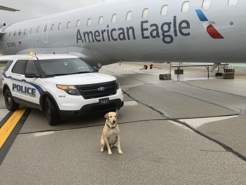 k9 dog in front of police car and airplane