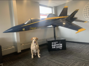 dog in front of jet model