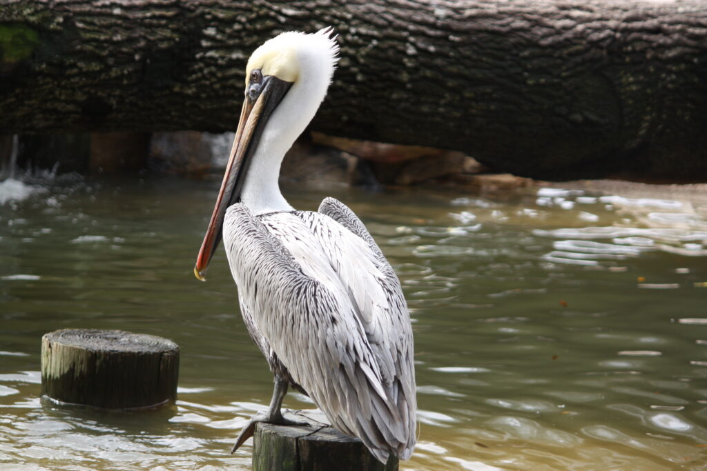 Pelican